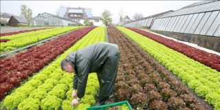 La consecuencia del plan de Bruselas para la agricultura y ganader&iacute;a: comeremos mierda