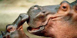 Un juez detiene el sacrificio de los hipop&oacute;tamos heredados del imperio de Escobar