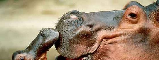 Un juez detiene el sacrificio de los hipop&oacute;tamos heredados del imperio de Escobar