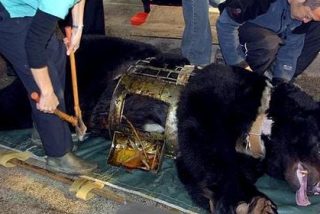 Crean una campaña contra la extracción de bilis de oso en China