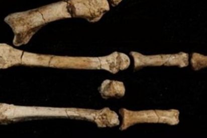 Nuestro ancestro "Lucy" vivi&oacute; con otros hom&iacute;nidos hace millones de a&ntilde;os