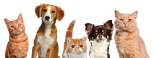 Por qu&eacute; gatos y perros sacuden la cabeza: del reflejo al misterio animal