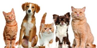 Por qu&eacute; gatos y perros sacuden la cabeza: del reflejo al misterio animal