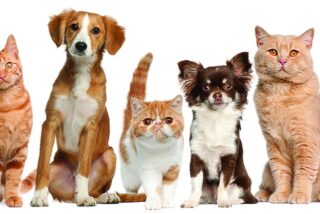 Por qu&eacute; gatos y perros sacuden la cabeza: del reflejo al misterio animal