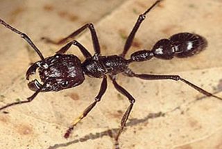 &iquest;Sabe usted cu&aacute;les son las diez picaduras de insecto m&aacute;s dolorosas?