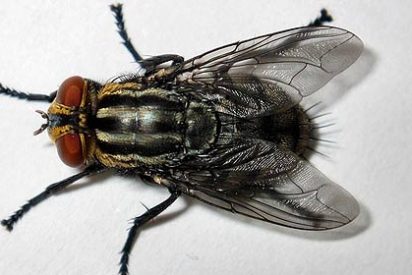 Los investigadores crean una mosca que sabe contar hasta cuatro