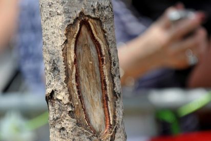 Multitudes peregrinan al &aacute;rbol "milagroso" de la Virgen Mar&iacute;a en Nueva Jersey