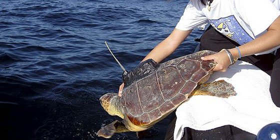 Una tortuga marina que hab&iacute;a sido rescatada por el GOB de Menorca es encontrada en Valencia