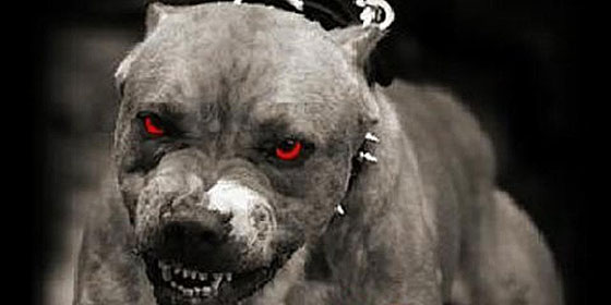 Multan con 4.000 euros al due&ntilde;o de un pit bull por pasearlo alegremente sin bozal
