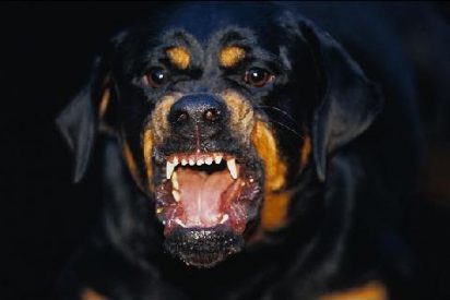 &iquest;Perros 'asesinos' de personas en M&eacute;xico? Muchos no se creen la versi&oacute;n oficial