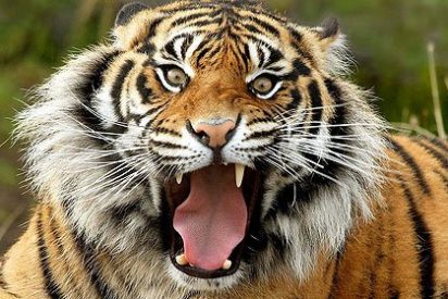 Un tigre mata a su domador en una funci&oacute;n de circo ante el p&aacute;nico de los espectadores