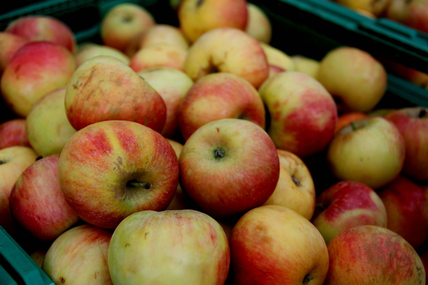 ¡Presume de Gadget con manzanas Marlene®! ¡Además de calidad, traen muchos premios!