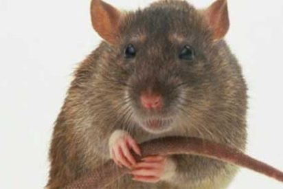 Todas las ratas de la isla brit&aacute;nica subant&aacute;rtica de Georgia del Sur ser&aacute;n erradicas siguiendo protocolos de 'invasi&oacute;n alien&iacute;gena'