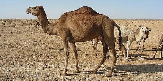 ¿Por qué la leche de camella es más sana que la de vaca?