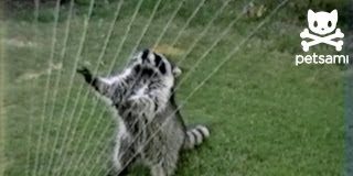 Un mapache convierte una regadera en un arpa de agua