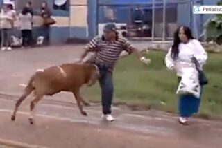 El carnero se vuelve loco y embiste como un toro a todo lo que se mueve