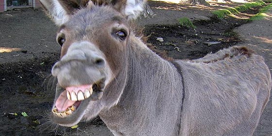 El juez llama "burros" a los pol&iacute;ticos en una sentencia laboral