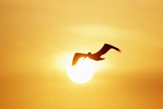 Vuestra vocaci&oacute;n es la libertad