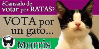 El gato que se ha presentado candidato en M&eacute;xico y gana a los pol&iacute;ticos