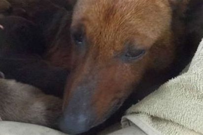 Una perra salva a un beb&eacute; abandonado de morir de fr&iacute;o cobij&aacute;ndolo con sus cachorros