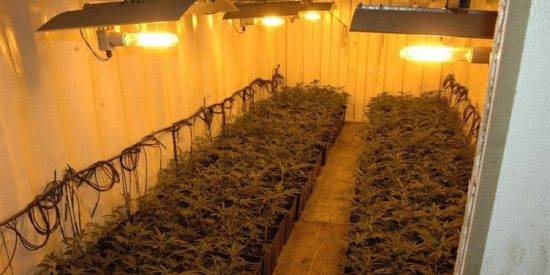 Van a detenerlo por conducci&oacute;n temeraria y le encuentran en casa...&iexcl;3.791 plantas de marihuana!