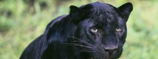 Una misteriosa pantera que anda suelta tiene en jaque a un pueblo de Almer&iacute;a