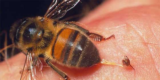 Cómo actuar en caso de picadura de abeja o avispa