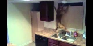 La mascota simpática del día: el perro que escapa por un lugar imposible