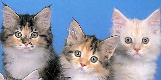 Una idea que 'ara&ntilde;ar&aacute;' corazones en Madrid: la primera cafeter&iacute;a para gatos abandonados