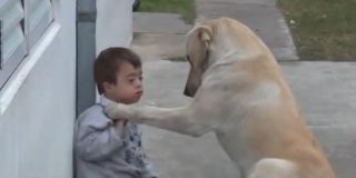 [V&iacute;deo] La historia del ni&ntilde;o con s&iacute;ndrome de Down y el perro que logr&oacute; ser su amigo