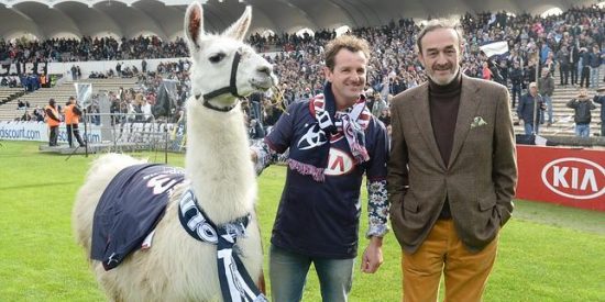 La llama que se paseó en tranvía tras ser robada del circo es una 'ceniza' de tomo y lomo