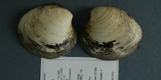 Unos cient&iacute;ficos manazas matan al animal m&aacute;s viejo del mundo (507 a&ntilde;os)