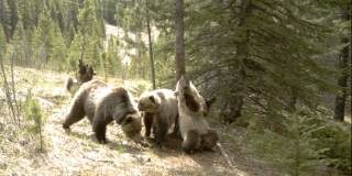Lo que hacen los osos en el bosque cuando no les vemos