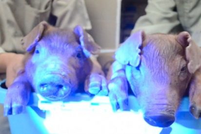 Cient&iacute;ficos chinos crean unos cerdos fluorescentes que brillan en la oscuridad
