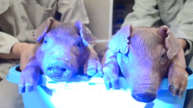 Científicos chinos crean unos cerdos fluorescentes que brillan en la oscuridad