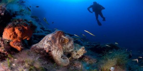 &iquest;Por qu&eacute; no se ponen de acuerdo Oceana y GOB sobre los lodos del puerto de Mah&oacute;n?