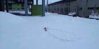 El perro que no se da por vencido buscando su pelotilla en la nieve