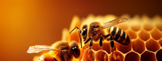 Abejas: Si les 'sale de las alas' pueden volar m&aacute;s alto que el monte Everest