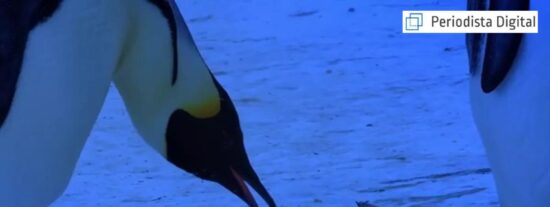 La mam&aacute; ping&uuml;ino ante su cr&iacute;a muerta.