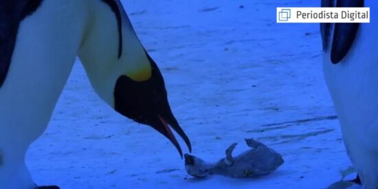 La mam&aacute; ping&uuml;ino ante su cr&iacute;a muerta.