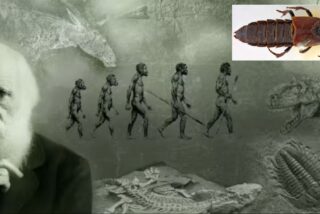 Charles Darwin y el escarabajo Darwinilus sedarisi