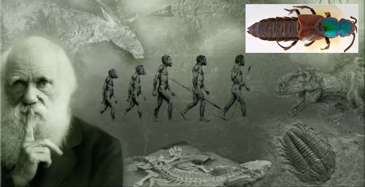 Charles Darwin y el escarabajo Darwinilus sedarisi