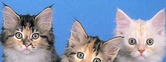 El due&ntilde;o de un refugio de animales se zampaba a todos los gatos que le tra&iacute;an