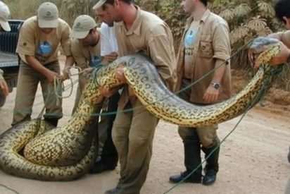 [V&iacute;deo] Una serpiente anaconda se traga vivo a un pol&iacute;tico que estaba borracho