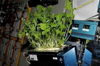 Ya tenemos toda una huerta de verduras en el espacio, y sin necesidad de un jardinero