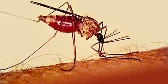 Los nazis quer&iacute;an matar a todo bicho viviente atacando con mosquitos en la II Guerra Mundial