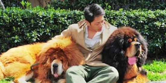 Con el perro m&aacute;s caro del mundo se va rabiosamente a la moda si se tienen 1,4 millones