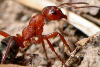 Torturan a dos ladrones con hormigas venenosas entre las carcajadas de los vecinos