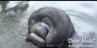 La rara escena de un manat&iacute; bebiendo agua en la superficie