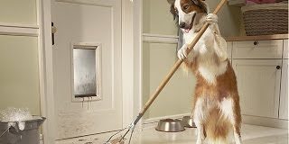 Cachorros vs Fregonas: una recopilaci&oacute;n de videos geniales